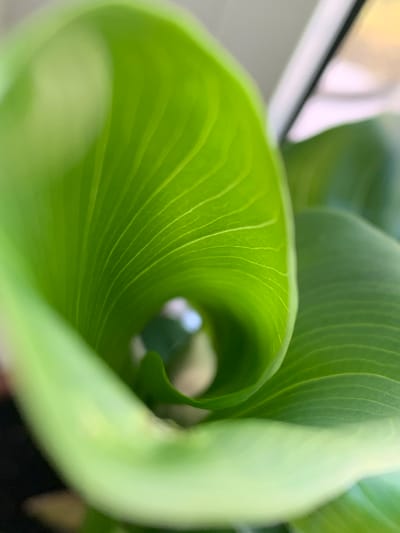 This is a close-up, shallow-depth-of-field photograph of a bright green, unfurling leaf. The leaf is the primary subject, with its intricate veining clearly visible. The curl of the leaf creates a tunnel-like effect, drawing the viewer's eye towards a blurred opening in the center. The background is out of focus, but hints of light and possibly sky can be seen through the opening. The overall impression is one of organic growth and natural beauty. There is no text visible in the image. Given the provided location context, this image was likely taken in Pisochyn, Ukraine. The lighting suggests it could be daytime, possibly in an indoor setting near a window due to the diffused light and slight reflections visible in the blurred background.