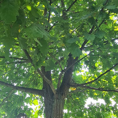 An upward-facing, eye-level, medium shot captures the dense green foliage of a mature oak tree in the city of Taush, Russia. The branches of the tree are thick and woody, with rough, textured bark. Sunlight filters through the leaves, creating a dappled effect and highlighting the vibrant green of the foliage. The leaves themselves are broad and lobed, characteristic of an oak tree. The background is dominated by the bright sky, visible in patches through the canopy, indicating it is daytime. There are no people or animals visible in the frame. The overall impression is of a lush, natural scene within an urban environment.