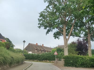 The image shows a street scene in Wangels, Germany. A paved road curves to the right, bordered by a stone wall and dense green hedges. A tall, dark streetlight stands on the left side of the road. In the background, a building with a thatched roof and dormer windows is visible, surrounded by more greenery and trees. A red and white triangular road sign with a black symbol is posted on the right. Two large trees with full green canopies dominate the right side of the frame, obscuring part of the sky and background. The sky is overcast and light gray.