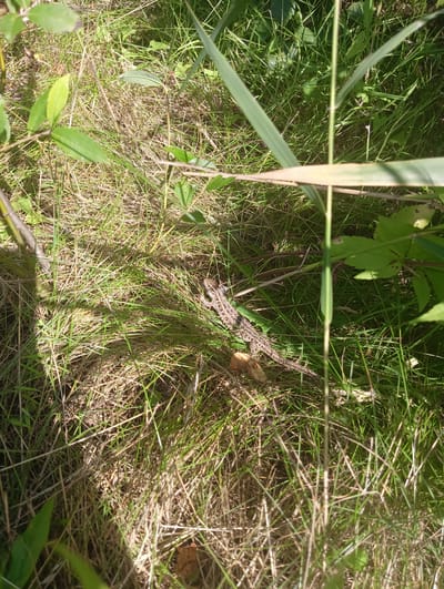 A brown and grey lizard is camouflaged against dry grass and green foliage. The lizard is oriented diagonally, with its head towards the right. The environment appears to be a natural, grassy area, possibly a field or woodland edge, with sunlight filtering through the vegetation. The image provides no specific context related to the city of Nizhnetroitsky, Russia.