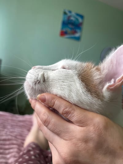 A close-up, side-profile shot captures a white and ginger cat being gently held by a human hand. The cat's eyes are closed, and its whiskers are fanned out. The background is out of focus, showing a pale green wall with a small, blurry abstract painting. A pink, textured surface, possibly bedding, is visible in the lower left corner. The image was taken in Vsevolozhsk, Russia.