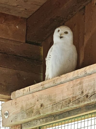 A snowy owl is perched inside a wooden structure. The owl is predominantly white with black markings. It has yellow eyes and its beak is slightly open. The structure appears to be made of rough-hewn wooden planks, forming a roof and walls. The floor of the structure is not visible. The lower part of the image shows a wooden beam with a metal bolt and washer. Behind the beam, a wire mesh fence is visible. The overall environment suggests an enclosure or aviary. The location is identified as Kochau, Austria.