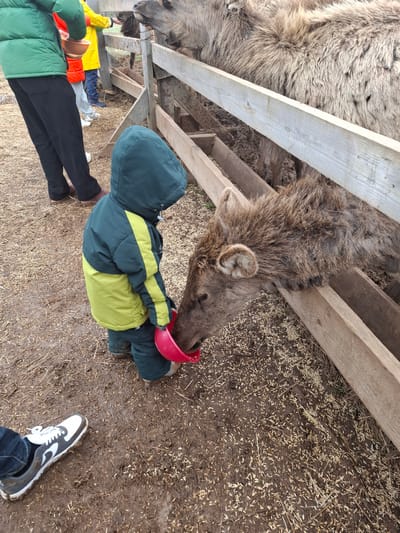 This image depicts an outdoor animal enclosure, likely at a farm or an ethnographic museum park in Ludorvai, Russia. The setting features a rustic wooden fence separating visitors from the animals, with the ground composed of dirt, mud, and scattered grain or hay.
The primary activity is animal feeding. A child, dressed in a hooded dark green and light green/yellow winter jacket and dark pants, is kneeling or crouching to feed a large, shaggy-furred animal from a red plastic bowl. This animal, which appears to be an elk or red deer, is leaning its head down to consume the food. Another similar animal is partially visible on the far left, behind the wooden fence. Several other people are present; one individual in a bright yellow jacket is seen reaching towards the fence, and various legs and feet, including one wearing a black and white sneaker, are visible in the foreground, indicating the perspective of another observer.
Notable details include the cool or cold weather suggested by the warm clothing worn by the people. The lighting is natural and bright, indicating daytime. The scene conveys a calm and interactive experience between visitors and the animals. No visible text is present in the image.