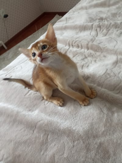 A ginger kitten with blue eyes is sitting on a light-colored, textured blanket. The kitten is looking up and to the left, with its ears perked. The blanket has a soft, plush texture with a subtle pattern. In the background, a wooden trim and a patterned wall are visible. The scene appears to be indoors, possibly in a home. There is no information or visual evidence in the image to suggest it is located in the city of Dagestanskiye Ogni, Russia.