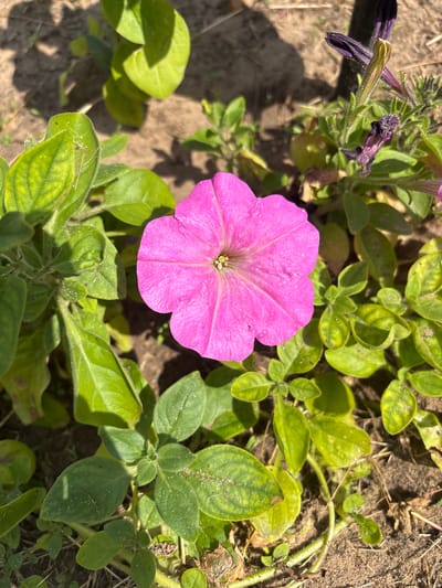 A bright pink petunia flower is in full bloom, centrally located in the frame. The flower has five distinct petals that are slightly ruffled and a pale yellow center. It is surrounded by vibrant green foliage, with some leaves showing slight yellowing. In the background, the ground is composed of dry soil and shadows are cast, suggesting an outdoor setting in sunlight. To the upper right of the pink petunia, there are wilting purple petunia flowers and buds. The overall scene depicts a garden or natural outdoor area. There is no indication of the city of Kurgan, Russia, within the image itself.