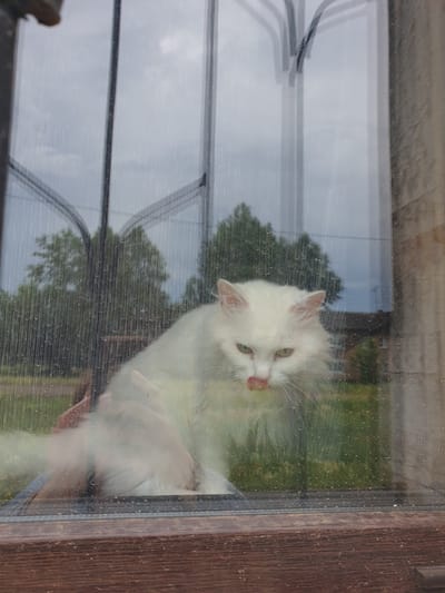 A fluffy white cat with green eyes is licking its nose while sitting on a windowsill. It is looking out through a window with water droplets on it, and the reflection of some sort of metal archway can be seen in the glass. Outside, trees and a cloudy sky are visible. A hand is gently resting on the cat's back. The scene appears to be from a residential setting in Ust-Ordynsky, Russia, possibly a home or a dacha, given the presence of trees and the style of the window frame.