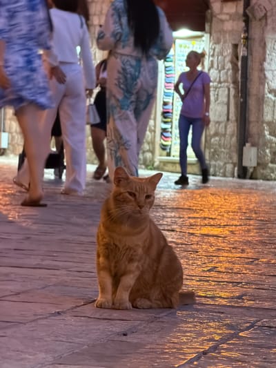 In Kotor, Montenegro, a ginger cat sits on a cobblestone street at dusk. The cat is the primary subject, positioned in the foreground and facing the viewer with a calm demeanor. Behind the cat, several blurred figures are walking. On the left, a person in a blue and white patterned dress is partially visible. Next to them, a person in white pants and a white top walks away. Further back, a woman in a purple shirt and blue jeans is visible. The street is paved with cobblestones, which reflect the warm glow of artificial lights. The background features a narrow street with stone buildings, one of which has a shop window displaying colorful items. The overall scene depicts a quiet evening in a historic European town.