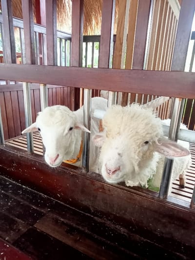 The scene, located in Kuwukan, Indonesia, displays two white sheep positioned within a containment enclosure. Both ovine subjects face forward, with their heads extending slightly through vertical, light-colored metal bars. The sheep on the left possesses a smoother, less dense fleece and wears an orange-tan collar. The sheep on the right exhibits a shaggier, more voluminous fleece. The immediate foreground features a dark brown wooden trough-like structure. The enclosure itself consists of dark brown wooden posts, horizontal beams, and vertical slats in the background. Above the enclosure, a natural, light-colored thatched roof is visible. Distant ambient light and obscured green foliage are discernible through the rear framework of the structure. No human subjects are present.