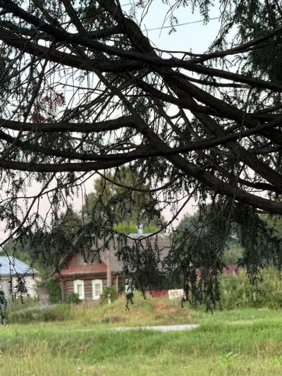 An outdoor shot features a rustic log cabin with light green window frames, partially obscured by the branches and foliage of a conifer tree in the foreground. The cabin appears to be situated in a rural environment, possibly in Lysaya Gora, Russia, given the architectural style and natural setting, which includes a grassy field in front of the house and dense green vegetation in the background. The sky above is overcast, contributing to the soft, diffused lighting of the scene. There are no people visible in the image.