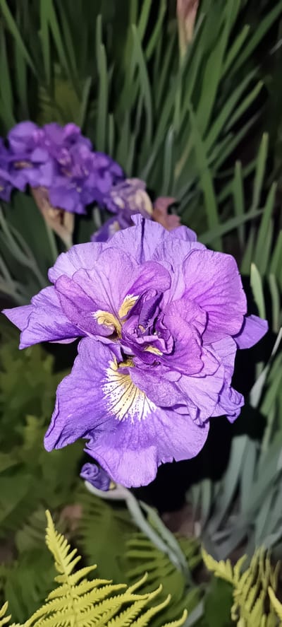 The image displays a close-up, low-angle shot of a vibrant purple iris flower. The flower is in full bloom, with delicate, ruffled petals exhibiting intricate yellow and white markings. Several other purple iris buds are visible in the background, some appearing as small, tightly closed buds, while others are partially open. The surrounding foliage is predominantly green, with some blurred textures suggesting grass or leaves. On the right side of the frame, a bright yellow fern frond adds a contrasting color element to the scene. The lighting suggests it is either dusk or nighttime, with artificial light illuminating the flower, creating a dramatic effect with dark shadows in the background. The focus is sharp on the main iris, highlighting its texture and form, while the background elements are softly blurred. There is no visible text in the image. The context of Shulgino, Russia, provides a geographical setting for this botanical subject.