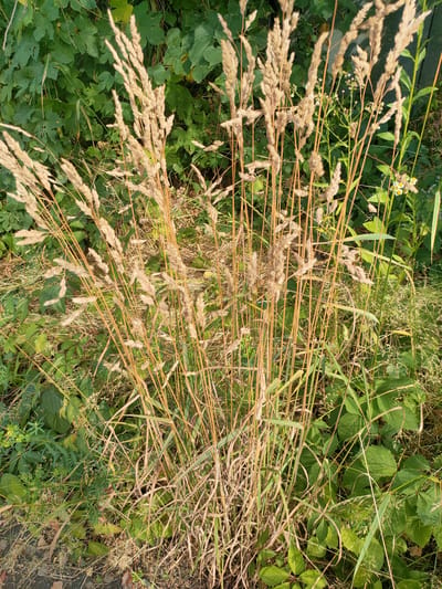 The image depicts a dense cluster of dry, tall grass stalks with feathery seed heads, primarily in shades of tan and light brown. These stalks are positioned in the foreground and center of the frame, obscuring much of the background. Behind the grass, a variety of green foliage is visible, suggesting a natural or overgrown environment. In the upper left and mid-right sections, broad green leaves are discernible. Towards the right side of the image, a few small white and yellow flowers with green stems are scattered among the greenery. A thin, vertical dark green object, possibly a fence post or a thin tree trunk, is also present on the far right. The ground beneath the vegetation appears to be a mix of dry leaves and possibly some paved surface in the lower left corner. The lighting suggests it is daytime, with the sun casting a warm glow on the dry grass. There are no people or animals visible in the image. The scene is consistent with an uncultivated area, possibly a roadside verge or the edge of a field, in Kremenchuk, Ukraine.