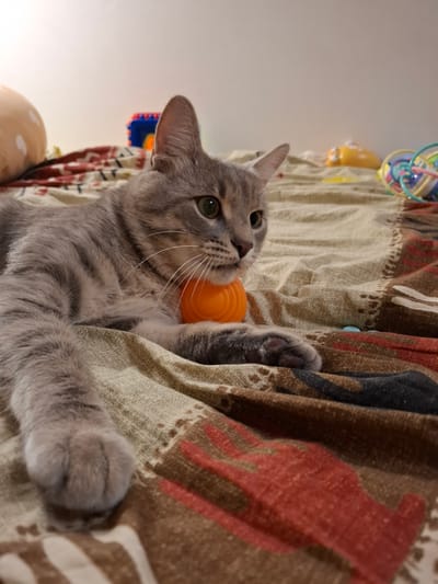 A gray tabby cat with green eyes lies on a bed covered with a patterned blanket. The cat has an orange toy around its neck, resting against its chest. The blanket has a design of red and brown shapes, possibly representing abstract figures or plants. In the background, several colorful children's toys are visible, including a yellow object resembling a ladybug and a multi-colored ball toy. The setting appears to be a domestic indoor environment. No location in Zemun Urban Municipality, Serbia can be identified from the image.