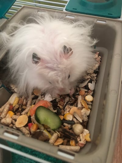 An image shows a fluffy white hamster with pink ears and dark eyes in a plastic cage with bedding and food. The hamster is partially obscured by its long fur. The cage appears to be on a wooden surface. The provided crops show close-ups of the hamster's fur, the cage, and the food, which includes various seeds, pellets, and a piece of cucumber. The image does not contain any information that would allow for the determination of its location in Solikamsk, Russia, or any other specific city.