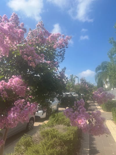 The image captures a vibrant scene in the city of Hof HaCarmel Regional Council, Israel, dominated by the striking pink blossoms of crepe myrtle trees. The foreground features a low-lying green shrub and a section of a paved walkway with dark and light gray square tiles. A silver car is parked partially obscured by the blooming branches, its front wheel visible. Further down the walkway, more crepe myrtle trees with pink flowers line the path, interspersed with green foliage and palm trees. In the background, other cars are parked, and a streetlight is visible. The sky is a bright blue with scattered white clouds, suggesting a sunny day. The overall impression is a suburban or residential street adorned with blooming trees, a common sight in this region during the blooming season.