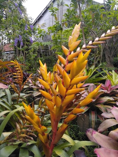 The image presents a detailed view of a lush garden environment in San Cristóbal, Costa Rica, under an overcast sky. In the foreground, a prominent bromeliad (likely a *Vriesea* or similar genus) displays a tall, erect inflorescence characterized by numerous pointed, bright yellow-orange bracts, with a reddish tint along the central stalk. Surrounding this central plant are various other bromeliads and dense green foliage, with some plants exhibiting reddish-pink coloration on their leaves. The midground is populated with an array of green trees and shrubs, some with visible branches. On the left side of the midground, a climbing vine with clusters of small purple flowers is evident. In the background, partially obscured by the vegetation, two structures are visible. To the left, a section of a building with a reddish-brown tiled roof is discernible. To the right and center, a larger building with a light-colored, weathered exterior wall and a dark gable roof is observed. No individuals are present in the scene.
