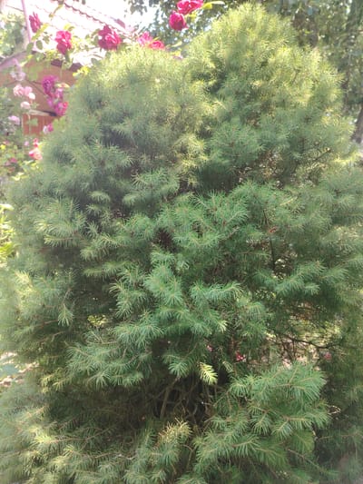 An outdoor, eye-level, medium shot shows a dense, green evergreen bush filling the majority of the frame. The bush has a conical shape with tightly packed, needle-like leaves. Sunlight filters through the foliage, creating highlights and shadows. In the upper left background, a blurred view of a roof with red tiles is visible, along with pink and red roses climbing on a trellis or wall. The setting appears to be a garden or yard in a residential area. No people or animals are present.