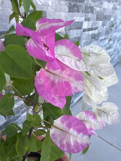 A close-up, eye-level shot shows a vibrant bougainvillea plant with pink and white bracts against a textured gray brick wall in Larnaca, Cyprus. The plant features several clusters of flowers, some predominantly pink with white variegation, while others are entirely white. Lush green leaves are visible throughout the frame, some appearing slightly yellowed. The background wall is constructed of rectangular gray bricks with visible texture and grout lines. The lighting suggests an outdoor, daytime setting.