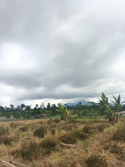 The image displays a rural agricultural landscape in Pô Kô, Vietnam, under a heavily overcast sky composed of dense, grey clouds. The foreground consists of an expansive field predominantly covered in dry, yellowish-brown grasses and low-lying scrub, with some areas appearing flattened or mown, revealing scattered plant stalks. In the midground, green cultivated patches are visible, punctuated by several clusters of large-leafed banana trees. A small, single-story dwelling with a light-colored roof is partially visible amidst the vegetation in the central-left midground. The background features a distant, undulating treeline, behind which faint mountain ranges are discernible on the horizon. No individuals or specific actions are depicted.