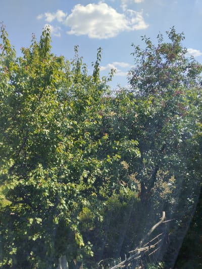 The image depicts an outdoor scene with lush green trees against a bright blue sky dotted with white, fluffy clouds. The trees are full of leaves, and the one on the right appears to be bearing red berries. In the foreground, a rustic wooden fence is visible, partially obscured by the trees and foliage. The overall impression is one of a serene, natural setting, possibly a garden or a rural landscape. The specific location is the city of Щучье, Russia. No people or specific actions are depicted.