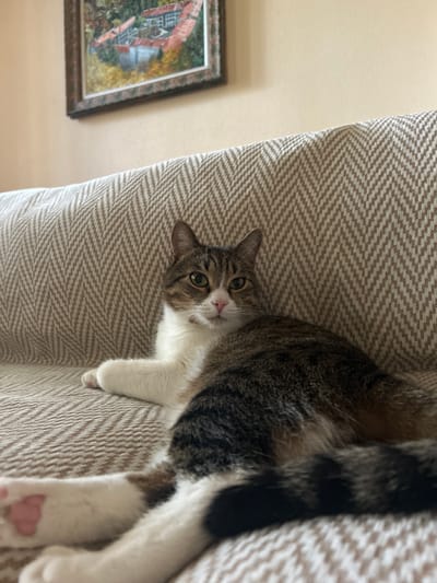 A tabby and white cat lies on a beige herringbone-patterned sofa. The cat's head is turned towards the camera, with green eyes, a pink nose, and white whiskers. Its front left paw is extended forward, resting on the sofa. The cat's body is mostly visible, with a striped tail. A framed painting of buildings with red roofs and autumnal foliage hangs on a light beige wall behind the sofa. The image is shot from a slightly high angle, with the cat in the foreground. The location is Polenitsa, Bulgaria.