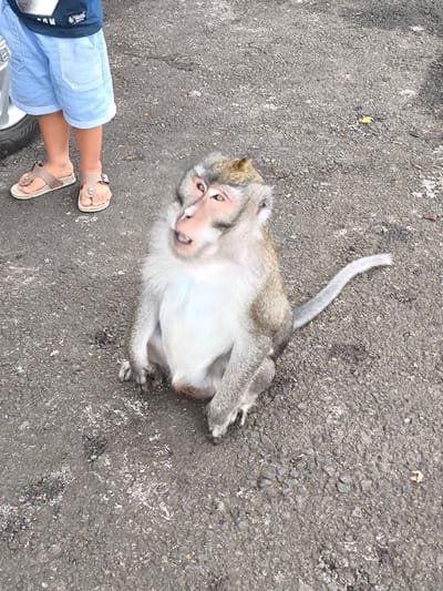 In the city of Sukasada, Indonesia, a monkey sits on asphalt pavement. The monkey is light brown and grey with a white chest and a long, slender tail. Its eyes are large and amber, and its mouth is slightly open. A child's legs, clad in light blue shorts and tan sandals, are visible in the upper left portion of the image. The child appears to be standing next to a dark-colored car. The ground is rough asphalt with scattered small rocks and debris, including a few fallen leaves. The scene suggests a casual outdoor setting, possibly a tourist area or a roadside stop where monkeys are common.