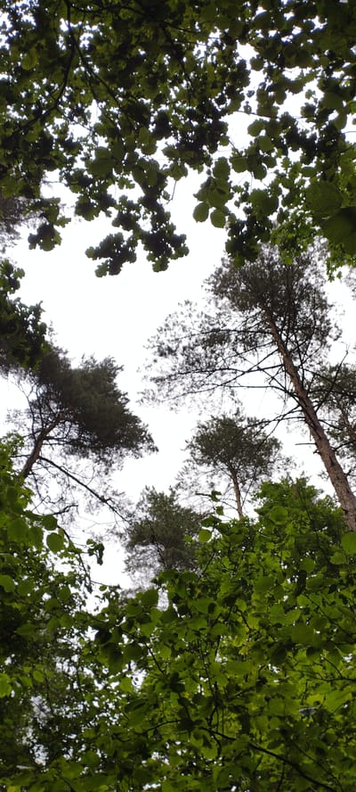 The image shows an upward view of trees in a forest. The sky is overcast and bright white, suggesting it is daytime. There are various types of trees, including tall pines and deciduous trees with green leaves. The leaves of the deciduous trees are in the foreground and mid-ground, some obscuring the view of the sky and the pine trees. The pine trees are taller and thinner, with visible branches and needles. The scene appears to be natural and undeveloped, without any signs of human structures or presence. The location is identified as Lunny Rural Council, Belarus, which implies a rural or forested area.