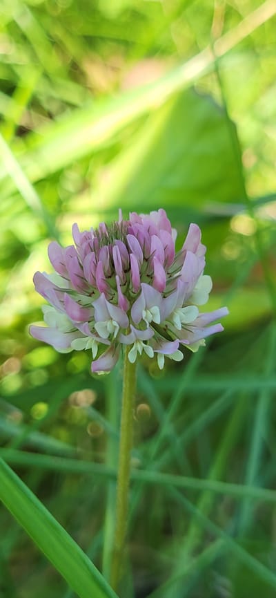 A close-up, vertical, eye-level shot shows a single pink and white clover flower in the center. The flower is in focus, with its petals fanned out and the top portion appearing to be budding. The stem is green and fuzzy. The background is blurred, with streaks of green and hints of yellow, suggesting a natural, outdoor environment likely in Tetianivka, Ukraine. The out-of-focus foliage creates a bokeh effect, drawing the viewer's attention to the flower. No people or animals are visible in the image.