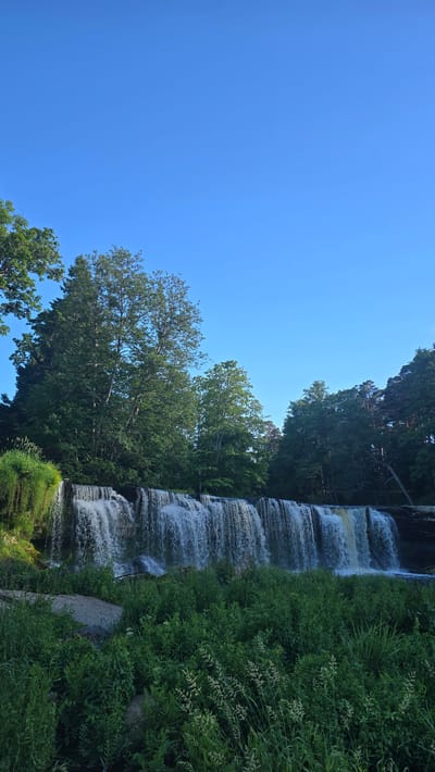 The Keila-Joa waterfall in Keila-Joa alevik, Estonia, is depicted in this vertical, eye-level shot. The waterfall, a wide cascade of white water, dominates the lower half of the frame, flowing over a rocky ledge. Lush green foliage, consisting of tall grasses and plants, grows in front of the waterfall, obscuring the base. Behind the waterfall, a dense forest of mature trees, predominantly deciduous with some coniferous trees visible, creates a natural backdrop under a clear, bright blue sky. The lighting suggests it is daytime, with sunlight illuminating the scene. No people are visible in the image.