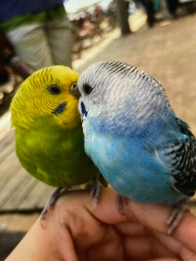 Two budgerigars are perched on a person's fingers. The budgerigar on the left is bright yellow and green, while the one on the right is blue and grey. They appear to be nuzzling each other. The background is blurred, but suggests an outdoor setting with some wooden structures and possibly other people. The image is taken from a close-up perspective. The location is in Harmanli, Bulgaria.