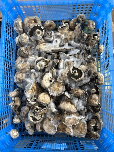 A bright blue plastic crate is filled with a large quantity of dried mushrooms. The mushrooms are mostly brown and appear to be whole and some are broken. They are densely packed within the crate, with some peeking over the edges. A white, fuzzy mold has grown extensively over many of the mushrooms, giving them a pale, furry appearance. The mold appears to be concentrated in patches and also covers some of the spaces between the mushrooms. The crate's grid pattern is visible underneath the mushrooms, and the plastic material reflects light. The background suggests an outdoor setting, possibly with some foliage visible, indicating it is daytime. The image is taken from a top-down perspective. There is no visible text in the image.