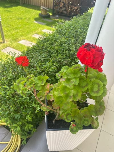 A close-up, high-angle shot captures a pot of red geraniums with green, heart-shaped leaves on a tiled patio. The plant is in the foreground, with a lush green hedge and a manicured lawn visible in the background. In the distance, a wooden fence and stacked firewood are partially obscured by the hedge. A coiled yellow hose lies on the ground to the left of the pot. The scene is well-lit, suggesting daytime.