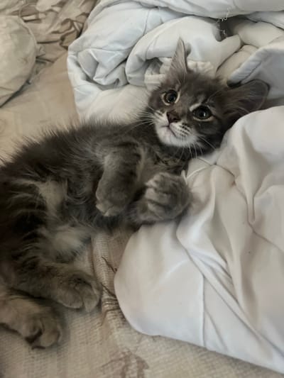 A fluffy grey kitten lies on a bed with white bedding. The kitten is curled up on its side, with its paws tucked in. Its eyes are wide and dark, and it is looking up at the camera. The background is a bed with a patterned comforter and white sheets.