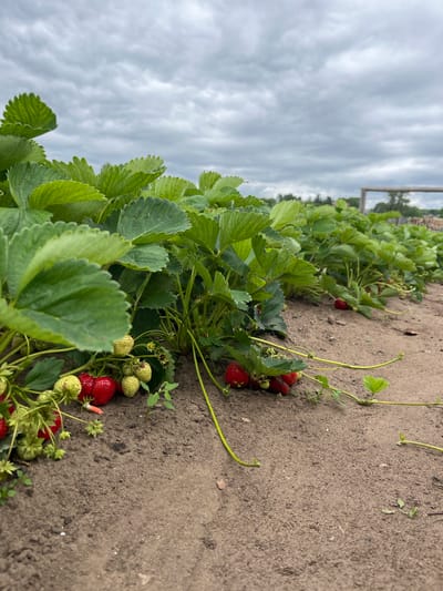 The image depicts a row of strawberry plants growing in the soil. The plants have lush green leaves and some strawberries are visible, with a mix of ripe red and unripe green ones. The foreground is dominated by the soil and the plants, while the background shows more strawberry plants stretching into the distance, and a cloudy sky overhead. A rustic wooden structure is faintly visible in the far background. The scene appears to be an outdoor agricultural setting, possibly a strawberry field. There are no people or animals present in the image.
