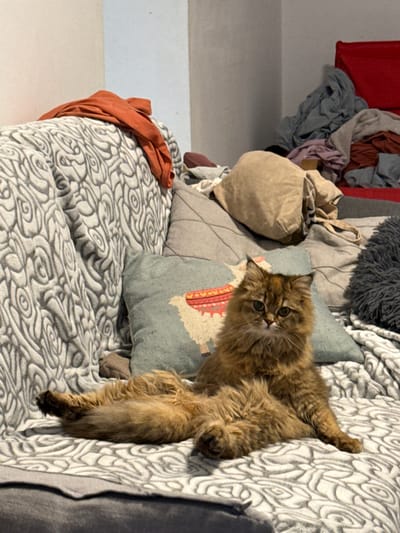 A medium shot presents a cluttered scene featuring a brown, long-haired cat lounging on a patterned couch with numerous pillows and draped items. The cat is positioned toward the right of the frame, with its head turned to face the camera. The couch has a textured gray and white pattern. Several pillows of varying shapes and colors are arranged behind the cat, including a light blue pillow with a llama design. To the left of the couch, assorted clothing items are piled up, with a red garment hanging in the background. The setting appears to be an indoor space, possibly a living room or lounge area. This image may have been taken in Petah Tikva, Israel, but there is no specific identifying information in the image to confirm this.