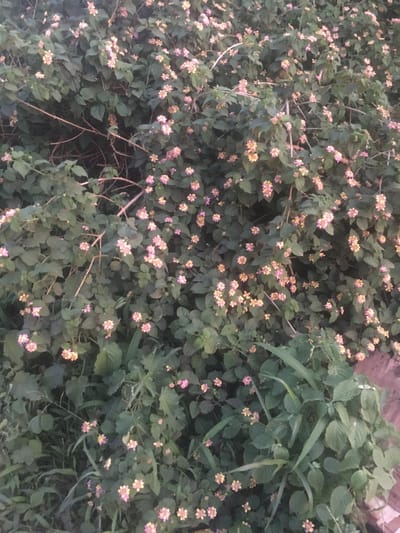 The image shows a dense patch of flowering lantana plants in Gwarinpa, Nigeria. The plants have dark green leaves and clusters of small pink and yellow flowers. There are also some taller green plants mixed in with the lantana. The lighting suggests it is dusk or dawn. No people or animals are visible in the image.