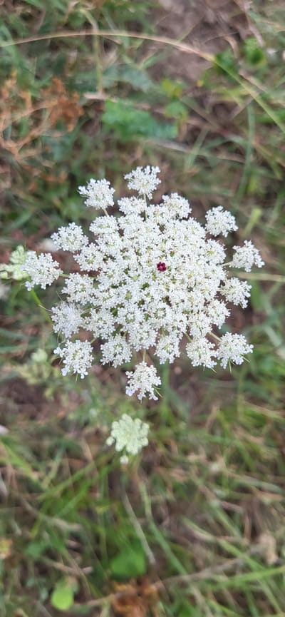 A high-angle, close-up shot captures a Queen Anne's Lace flower with a single dark red floret in the center, set against a blurred background of green and brown grasses. The flower, a collection of numerous tiny white florets forming an umbel, is the primary subject. The environment appears to be a natural, outdoor setting, likely a meadow or roadside in the vicinity of Сырымбет, Kazakhstan, given the context. There are no people or discernible actions present.