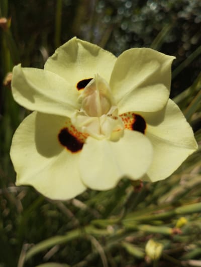 This is a close-up, eye-level photograph of a single, pale yellow iris flower with dark maroon and orange markings at its center. The flower is in full bloom, with its petals spread open, revealing the intricate details of its reproductive parts. The petals are slightly translucent, with delicate veins visible. The dark markings on the inner petals are roughly circular and speckled with small orange dots. The flower is in sharp focus, while the background is blurred, creating a bokeh effect.
The background consists of a mix of dark, out-of-focus foliage and green, stalk-like plants, suggesting an outdoor garden or natural setting. The lighting appears to be natural, possibly late morning or early afternoon sun, casting soft shadows on the petals and highlighting their delicate texture. The overall mood of the image is serene and naturalistic. The location is identified as Pardes Hana-Karkur, Israel, a region known for its agricultural areas and natural landscapes, which aligns with the subject matter of a flowering plant. No people or text are visible in the image.
