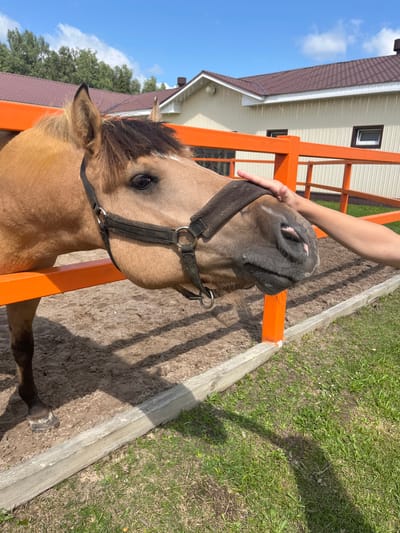 An adult light brown horse is standing in a corral behind an orange fence. A person's hand is resting on the horse's nose. The horse is wearing a dark halter. The corral ground is sandy, and there is green grass outside the fence. In the background, there is a light-colored building with a brown roof. The sky is blue with scattered white clouds. The scene appears to be outdoors in a rural or semi-rural setting, possibly a farm or stable in or near Kurtsevo (Kovriginskii S/S), Russia.