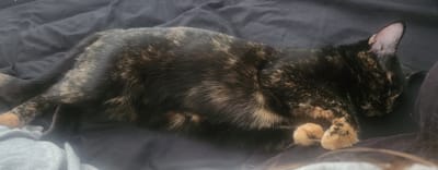 A calico cat is sleeping on a dark, wrinkled surface, likely a bed or couch. The cat is curled up with its head resting on its paws. The cat's fur is a mix of black, brown, and orange patches. The background is dark and appears to be fabric. There is no visible indication of the cat's location within the city of Fort Myers, United States of America, or any other specific location. The image is a close-up of the cat and its surroundings.