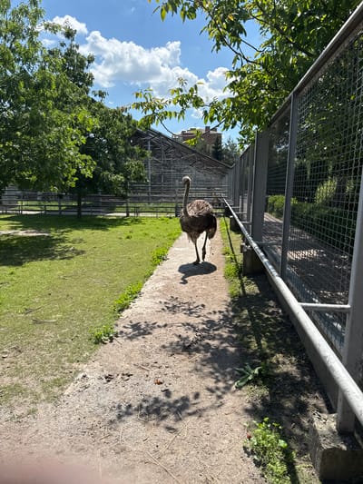 The image shows an ostrich walking on a dirt path next to a fenced enclosure. The enclosure appears to be part of a zoo or wildlife park, with a grassy area on the left and a metal fence on the right. Trees and a building are visible in the background. The sky is blue with white clouds. The location is identified as the Vinnytsia Zoological Park, Ukraine.