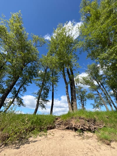 A low-angle, wide shot captures a sandy bank with exposed tree roots in the foreground, leading up to a grassy slope topped by a line of tall, leafy trees. The trees, with their dark, textured bark and vibrant green foliage, are angled against a bright blue sky dotted with fluffy white clouds. The roots are a tangled mass of brown, sinuous wood, some reaching out over the sand. The grass on the slope is lush and green, with smaller plants and wildflowers interspersed. The sky is clear and sunny, suggesting a warm day. The overall impression is one of natural beauty and untamed wilderness. The image was taken in the vicinity of Ol'khovskoye, Russia.