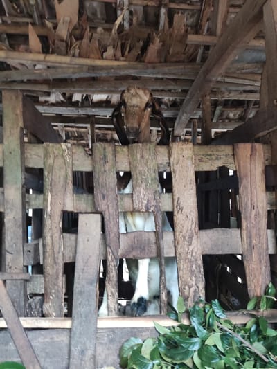 A goat is visible in a wooden enclosure, with its head and neck extending through the slats of the enclosure. The enclosure is constructed from rough-hewn wooden planks, some of which appear weathered and stained. The background shows a rustic wooden roof structure, made of beams and what appears to be dried leaves or thatch. In the foreground, green leaves are scattered on the wooden floor of the enclosure. The image appears to have been taken in a rural setting, likely in Ngentrong, Indonesia, given the style of construction and surrounding vegetation.