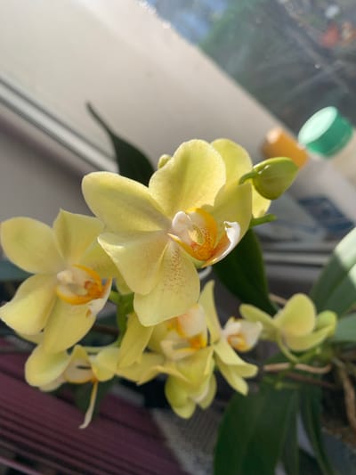 The image depicts a cluster of yellow orchids in bloom. The flowers are a pale yellow color with orange and white accents in the center. They are arranged on a stem with green leaves. The background includes a window and a few other objects, including a jar lid in the top left. The location, Lehchevo, Bulgaria, is not discernible from the image.