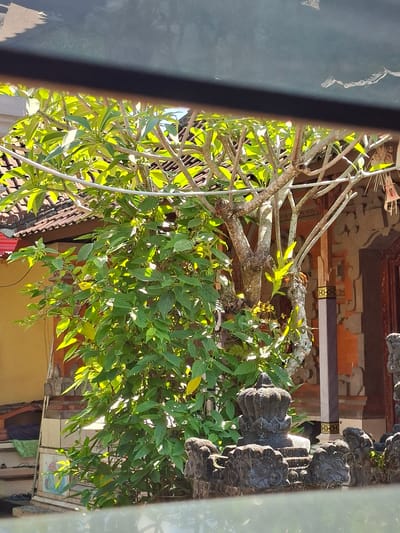 The image, taken in Blahbatuh, Indonesia, captures a sun-drenched outdoor scene framed by a dark, horizontal element at the top and bottom, possibly a window or ledge. In the mid-ground, a leafy green plant with prominent vines dominates the frame, its foliage brightly illuminated by sunlight filtering through. Behind the plant, a traditional Balinese building with a terracotta tiled roof is visible, featuring ornate architectural details and warm-toned walls. To the right, a decorative stone structure with intricate carvings, resembling a crown and animalistic figures, stands in the foreground, suggesting a temple or culturally significant site. The overall impression is one of vibrant greenery juxtaposed against traditional architecture, bathed in the bright tropical sunlight.