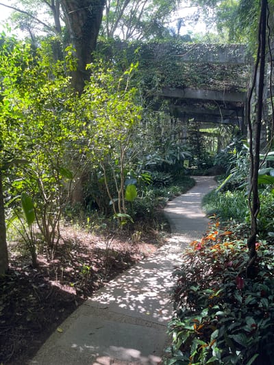 An outdoor pathway winds through a lush, green botanical garden in Panyu District, China. The path, made of concrete slabs interspersed with gravel, is dappled with sunlight filtering through the dense canopy of trees and foliage. To the left, vibrant green bushes and trees with visible trunks line the path, with sunlight illuminating their leaves. A large tree trunk covered in ivy is prominent on the left side of the image. In the background, an overgrown concrete structure, possibly an old bridge or walkway, is partially obscured by vines and hanging branches. On the right side of the path, a variety of plants with dark green and reddish-brown leaves grow densely. The overall impression is one of a serene, somewhat wild, and natural setting, with a man-made element integrated into the landscape. There are no people visible in the scene.