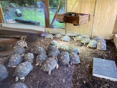 The image displays an indoor tortoise enclosure at the Parc Zoologique et Botanique de Mulhouse, France. Approximately 30 to 35 large terrestrial tortoises, exhibiting patterned brown and tan domed shells, are resting on a dark wood chip substrate. The enclosure features light-colored wooden paneled walls and a large glass window along the left side, which overlooks an outdoor grassy area containing multiple logs and rocks. A wooden rectangular fixture, suspended by chains from the ceiling, hangs above a section of the tortoises, likely providing artificial light or heat. A shallow ground depression or pool is visible in the far left corner of the enclosure, and a grey square cover or vent is present on the substrate in the lower right foreground. The tortoises are mostly stationary, distributed across the floor, with some clustered together. No human presence is observed.