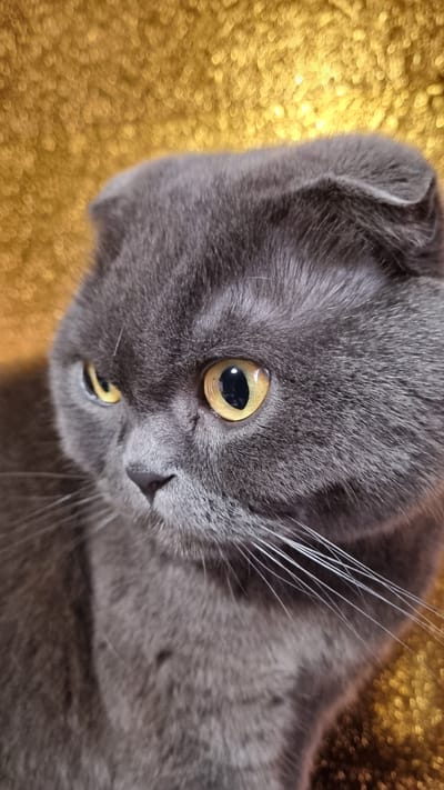 The image is a close-up, low-angle shot of a gray cat lying down. The cat's head is tilted to the side, with its eyes prominently visible. The left eye is a striking yellow with a dark pupil, reflecting light. The right eye is partially obscured but also appears to be yellow. The cat's fur is short and a solid gray color. Long, white whiskers extend from its muzzle. The background is a textured, golden surface that is out of focus, creating a bokeh effect. The lighting appears to be artificial, highlighting the cat's features and the shimmering background. The image conveys a sense of calmness and focus on the animal's gaze. No text is visible in the image. The location context is Vysokoe, Russia, but there are no specific visual cues in the image to confirm this.