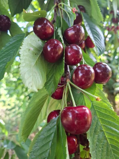 A close-up, medium shot captures a cluster of ripe, dark red cherries hanging from a branch amidst lush green leaves. The cherries are glossy and plump, with some showing slight variations in color, indicating ripeness. Several cherries are visible, some clustered together, others more spread out along the branch. The leaves are a vibrant green, with visible veins and serrated edges, creating a natural, organic backdrop.

The lighting suggests it is daytime, with soft, diffused sunlight filtering through the foliage, creating gentle highlights on the cherries and leaves. The background is softly blurred, with bokeh effects from distant greenery and light, hinting at a garden or orchard setting. There are no people or discernible text present in the image. The overall impression is one of freshness and natural abundance, typical of a fruit-bearing tree in its prime season, likely in a temperate climate like that found in Krasnaya Skala, Russia. The image evokes a sense of calm and the simple beauty of nature.