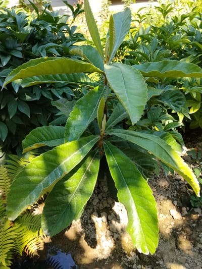 The image shows a close-up view of a loquat tree sapling in a garden. The plant has large, leathery green leaves with serrated edges, some of which are catching the sunlight and appear bright green. In the background, there are other green leafy plants, and the ground beneath the sapling is visible, showing soil with pebbles and dry patches. To the left of the sapling, part of a fern with bright green, feathery fronds is visible. The overall impression is of a well-maintained garden, likely in a sunny outdoor setting. This scene is consistent with a garden in Yarkishlak, Uzbekistan, where such flora is common. There are no people or animals present in the image.