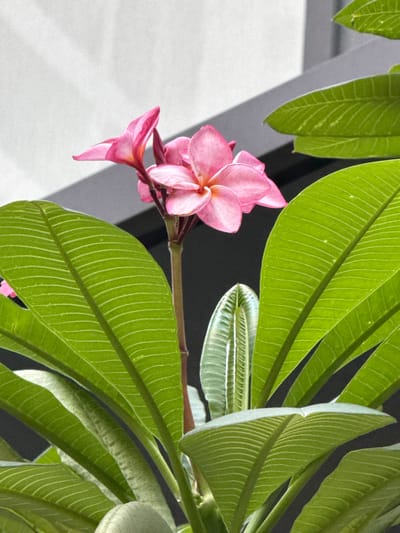 A close-up shot showcases a cluster of delicate pink plumeria flowers against a backdrop of lush green leaves. The flowers, with their distinctive five-petaled shape, display a gradient of color from a deep pink at their centers to a softer hue at their edges. Sunlight catches the waxy texture of the leaves, highlighting their intricate vein patterns. The overall scene evokes a sense of tropical tranquility, possibly found in a garden or balcony setting within the vibrant city of Thủ Đức, Vietnam.